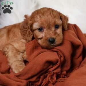 Rusty, Cavapoo Puppy